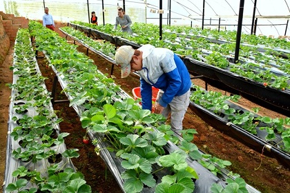 Top 5 vấn đề về đơn hàng xuất khẩu lao động Nhật Bản ngành nông nghiệp bạn không thể không biết